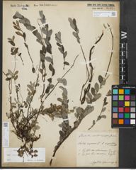 Foto von Salix repens subsp. repens L.